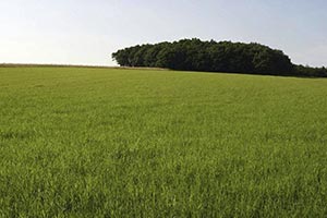 Green fields of grain on Public Domain Images